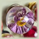 Furniture knob - Purple Daisy