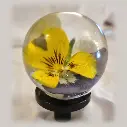 Furniture knob - Yellow & Purple Pansy