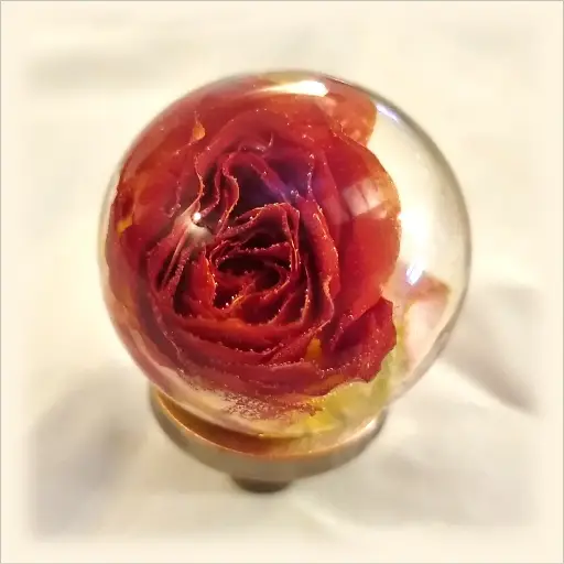 [G11] Bouton de meuble - Rose orange